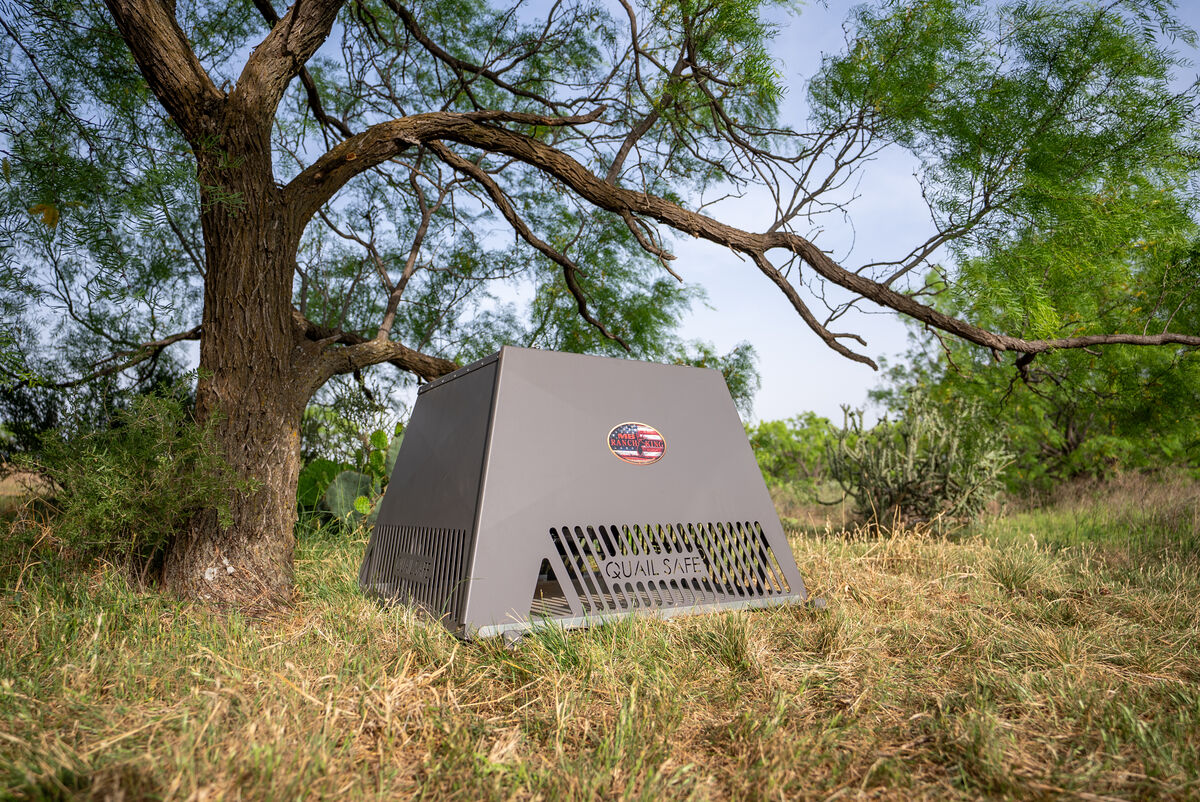 Quail Safe predator-proof quail feeder in Rolling Plains brush.