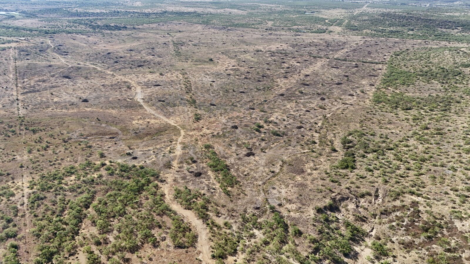 Aerial view of a completed mesquite grubbing project with retained quail cover on a private ranch in Shackelford County, Texas.
